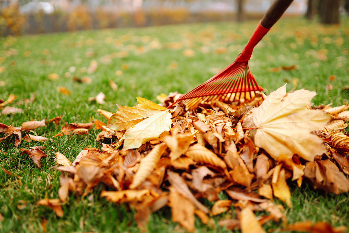 Leaf Raking Message from the C3 Team - Central Lutheran Church