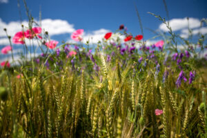 Wheat and "weeds"